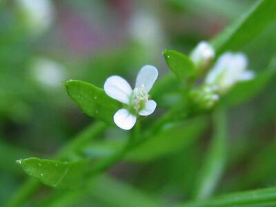 cardamine flexuosa bluete