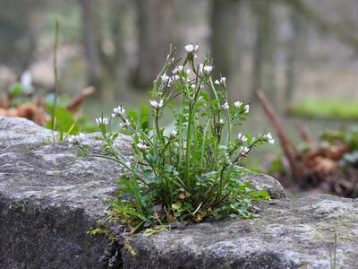 cardamine hirsuta