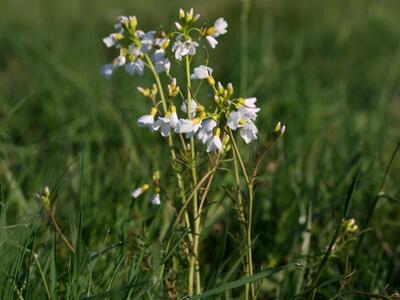 cardamine pratensis