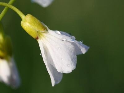 cardamine pratensis detail