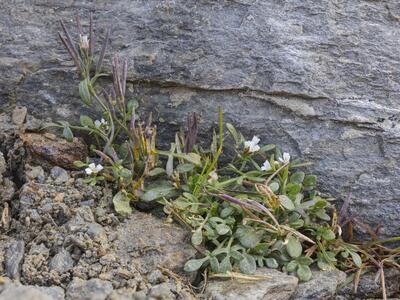 cardamine resedifolia