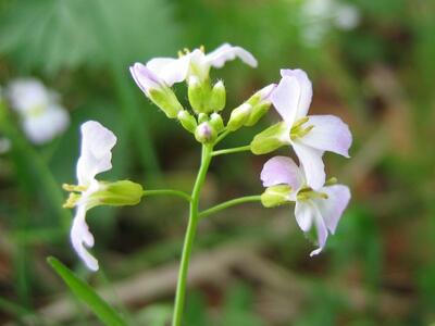 cardaminopsis arenosa bluete