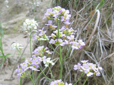 cardaminopsis arenosa habitus