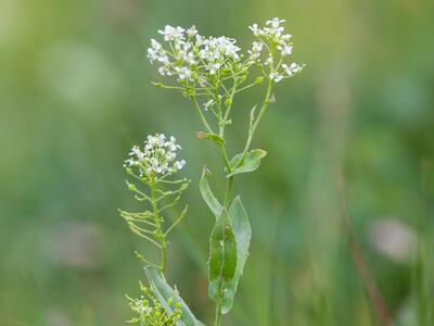 cardaria draba