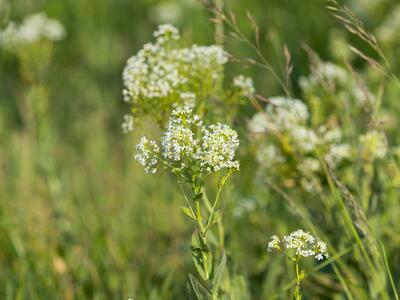 cardaria draba ssp draba