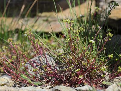 cochlearia danica