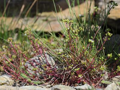 cochlearia danica