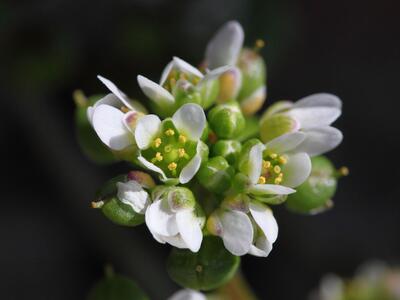 cochlearia danica detail