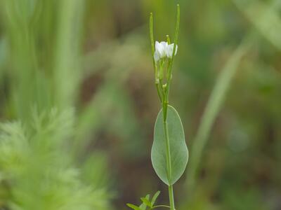 conringia orientalis habitus