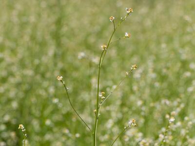 crambe abyssinica