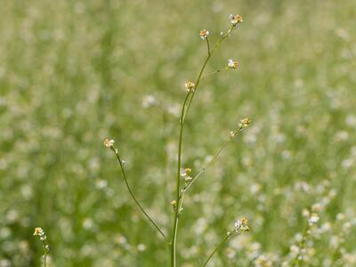 crambe abyssinica