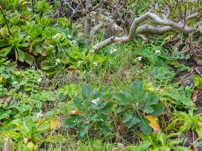 crambe fruticosa ssp pinnatifida