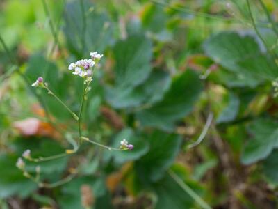 crambe fruticosa ssp pinnatifida detail