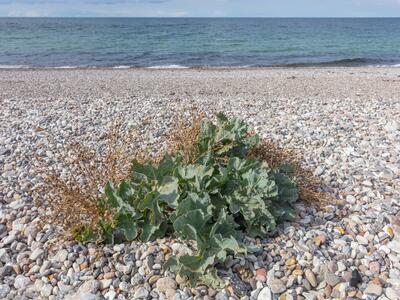 crambe maritima