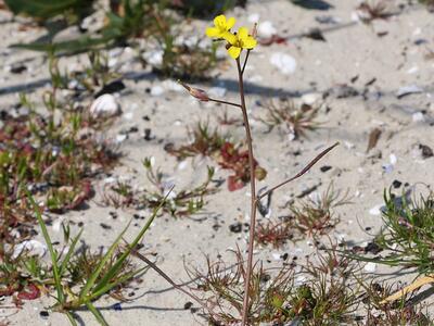 diplotaxis muralis