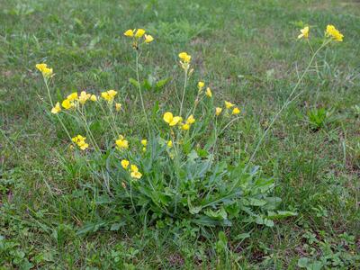 diplotaxis tenuifolia