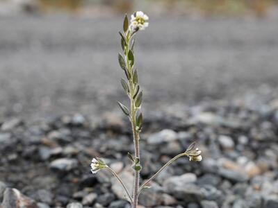 draba incana