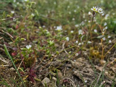 erophila boerhaavii