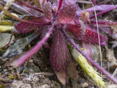 erophila boerhaavii rosette