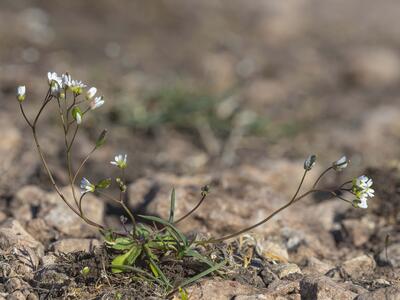 erophila praecox