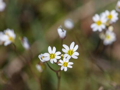 erophila praecox detail