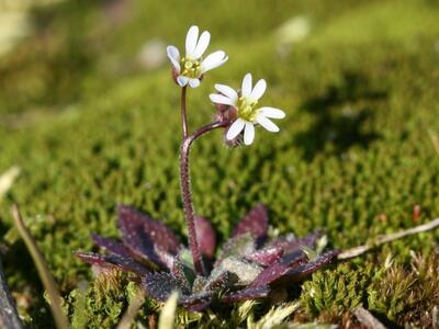 erophila verna