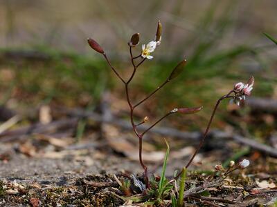 erophila verna ssp verna