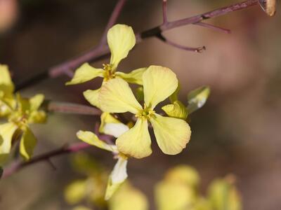 eruca sativa