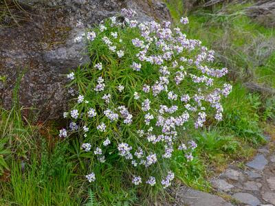 erysimum bicolor