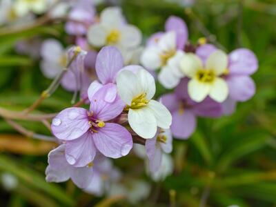 erysimum bicolor detail