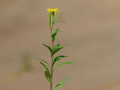 erysimum cheiranthoides