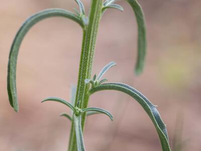 erysimum crepidifolium blatt