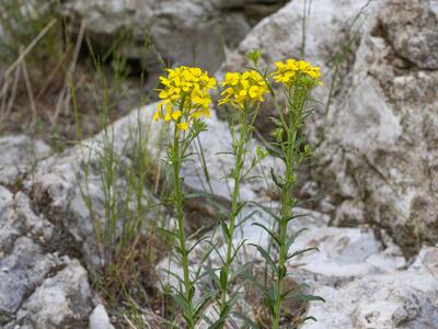 erysimum odoratum