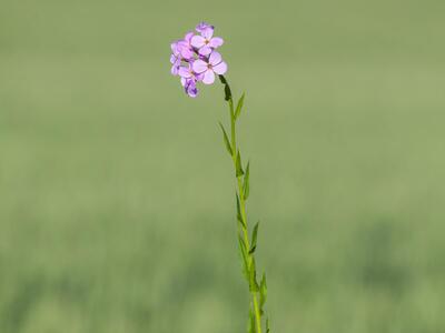 hesperis matronalis