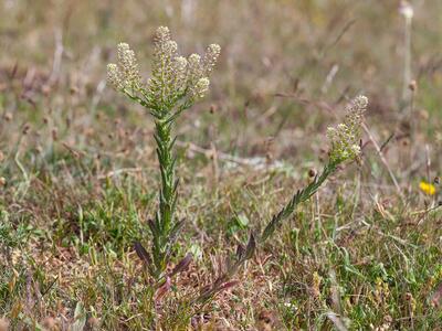 lepidium campestre