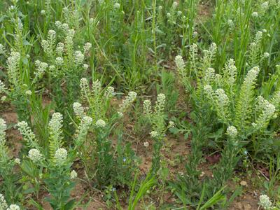 lepidium campestre habitus