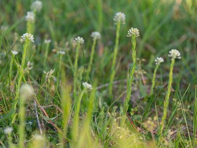 lepidium heterophyllum