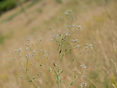 lepidium latifolium