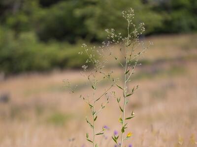 lepidium latifolium habitus