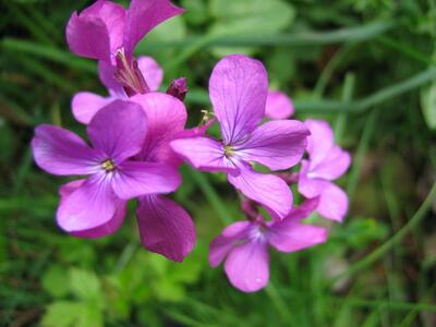 lunaria annua