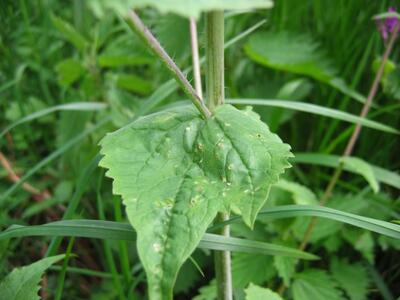 lunaria annua blatt