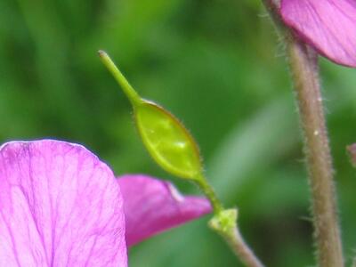 lunaria annua frucht