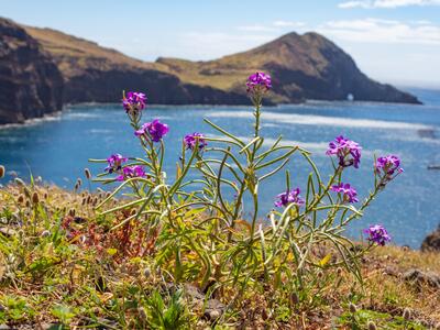 matthiola maderensis