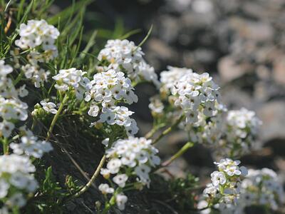 pritzelago alpina ssp alpina