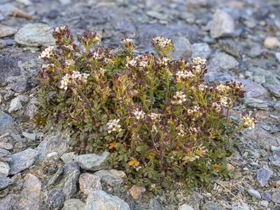 pritzelago alpina ssp alpina habitus