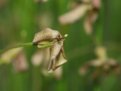 raphanus raphanistrum ssp maritimum