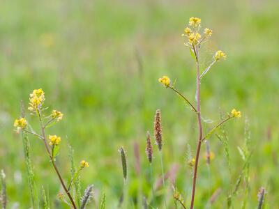 rorippa palustris