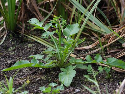 rorippa palustris habitus