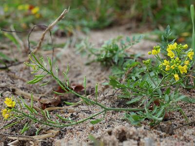 rorippa sylvestris