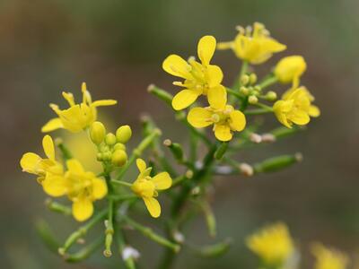 rorippa sylvestris detail